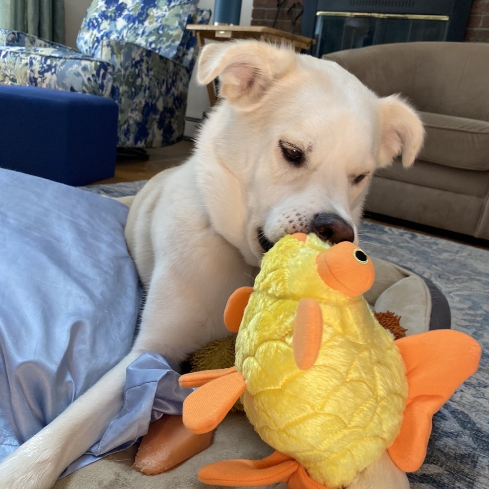 SOS retail - Luna loves Goldie. - Pet Stores Near Me - Wakefield, Rhode Island
