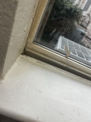 Grand Venetian by null