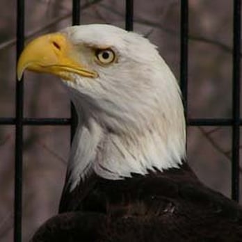 DuPage Wildlife Conservation Center - Willowbrook's bald eagle. - Zoos Near Me - Glen Ellyn, Illinois DuPage Wildlife Conservation Center - Willowbrook's bald eagle. - Zoos Near Me - Glen Ellyn, Illinois