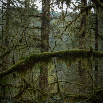 Silver Falls State Park - Mossy trees - Hiking Near Me - Sublimity, Oregon