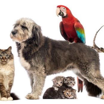 K+K Veterinary Services - Karing for Kreatures - We do not discriminate - Veterinarians Near Me - Lemoore, California K+K Veterinary Services - Karing for Kreatures - We do not discriminate - Veterinarians Near Me - Lemoore, California