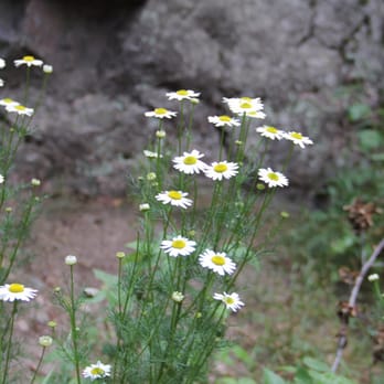 Lair o' the Bear Park - Wild flowers - Hiking Near Me - Idledale, Colorado