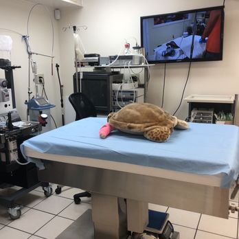 The Turtle Hospital - Turtle hospital - Veterinarians Near Me - Marathon, Florida The Turtle Hospital - Turtle hospital - Veterinarians Near Me - Marathon, Florida