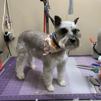 Angel's Pet Grooming - Pet Groomers Near Me - Metairie, Louisiana Angel's Pet Grooming - Pet Groomers Near Me - Metairie, Louisiana