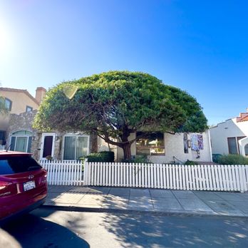 Alan & Son Tree Service - This is a Pepper Tree that we shaped and thinned it in Long Beach. - Tree Services Near Me Alan & Son Tree Service - This is a Pepper Tree that we shaped and thinned it in Long Beach. - Tree Services Near Me