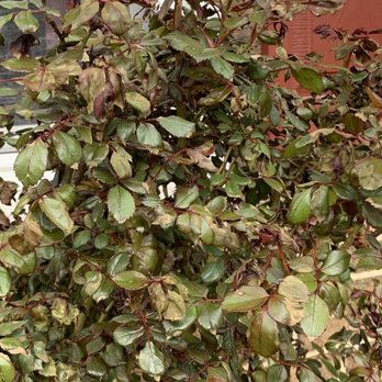 Crew Cut Enterprises - a bush with green leaves - Pressure Washers Near Me - Edgewater, Maryland Crew Cut Enterprises - a bush with green leaves - Pressure Washers Near Me - Edgewater, Maryland