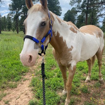 Northern Arizona Riding Stables - My horse is so happy here - Horse Boarding Near Me - Flagstaff, Arizona Northern Arizona Riding Stables - My horse is so happy here - Horse Boarding Near Me - Flagstaff, Arizona
