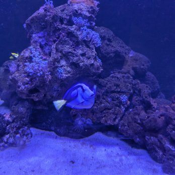 Waikiki Aquarium - Waving hi - Aquariums Near Me - Honolulu, Hawaii Waikiki Aquarium - Waving hi - Aquariums Near Me - Honolulu, Hawaii