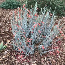 Lemuria Nursery - California fuchsia
