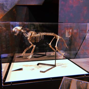 Burke Museum - Museums Near Me - Seattle, Washington