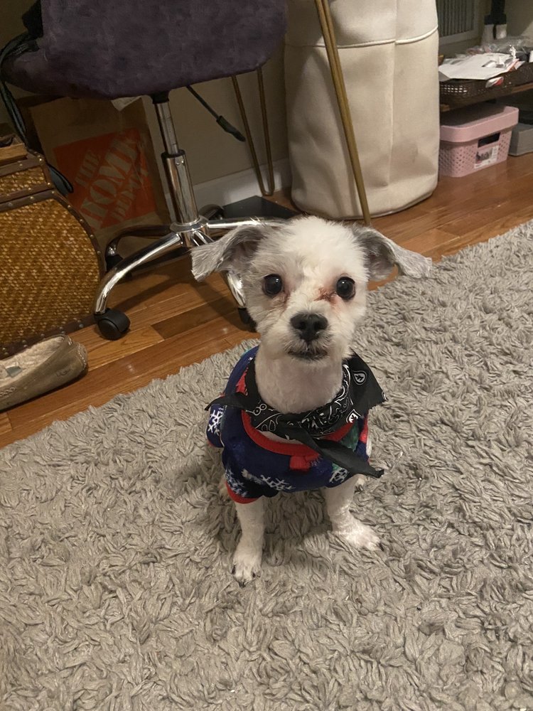 CLIP & DIP GROOMING Updated Jun 2024 27 Photos & 46 Reviews 305