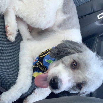 Amaya's Grooming - My dog - Pet Groomers Near Me - Houston, Texas