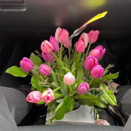 Tulips Tulips