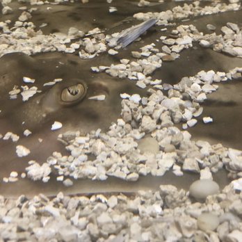 The Wetlands Institute - Aquarium: stingray - Museums Near Me - Stone Harbor, New Jersey The Wetlands Institute - Aquarium: stingray - Museums Near Me - Stone Harbor, New Jersey