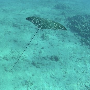 Shoreline Snuba - Tours Near Me - Kaanapali, Hawaii