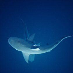 Outer Reef Scuba