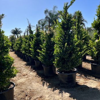 The Standard Design Group Nurseries - Wax tree - Landscape Architects or Designers Near Me - Fillmore, California The Standard Design Group Nurseries - Wax tree - Landscape Architects or Designers Near Me - Fillmore, California