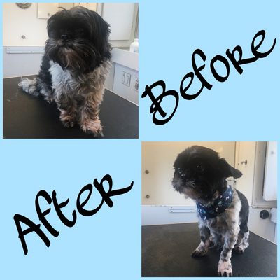 classy dogs mobile grooming