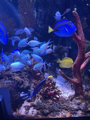 SEA LIFE San Antonio by null