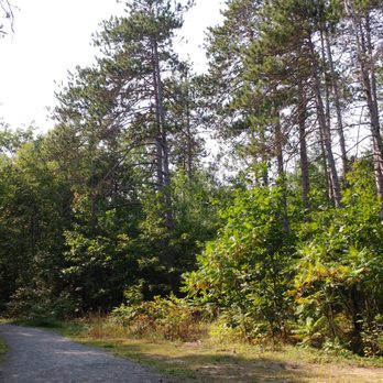 Cascade Falls Trail - Trees. - Hiking Near Me - Old Orchard Beach, Maine