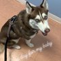 Photo of Pets & Hearts Animal Clinic