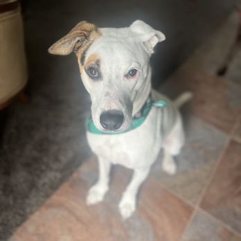 Collar Cuts Mobile Grooming - Pet Groomers Near Me - Broomfield, Colorado