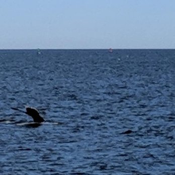 Rudee Tours - Tours Near Me - Virginia Beach, Virginia Rudee Tours - Tours Near Me - Virginia Beach, Virginia