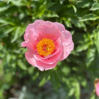 Wave Hill Public Garden - flower - Venues & Event Spaces Near Me - Bronx, New York