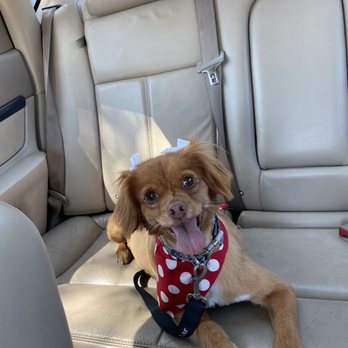 Brush & Pupps Grooming - Pet Groomers Near Me - Pomona, California