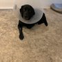 Photo of Kindness Animal Hospital