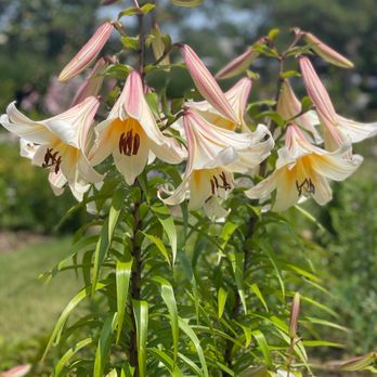 Norfolk Botanical Garden - Venues & Event Spaces Near Me - Norfolk, Virginia Norfolk Botanical Garden - Venues & Event Spaces Near Me - Norfolk, Virginia