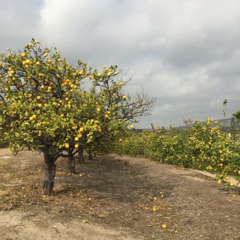 Citrus Ranch Park - Parks Near Me - Tustin, California Citrus Ranch Park - Parks Near Me - Tustin, California