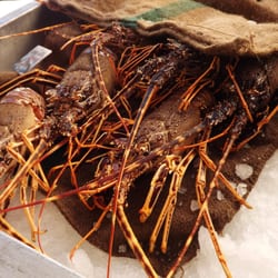 Marche - Ile Rousse -  Markt - ... und die laufen noch !!