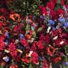 Hearts & Flowers Primitives gift card