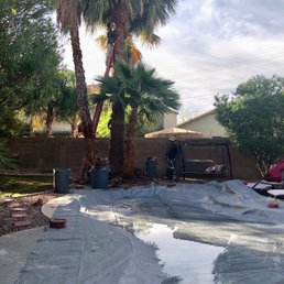 They transformed these palms!