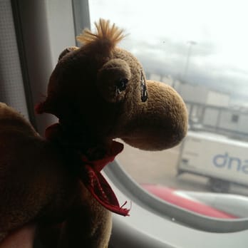 Virgin Atlantic - Don't forget to take a camel - Airlines Near Me - London, XGL