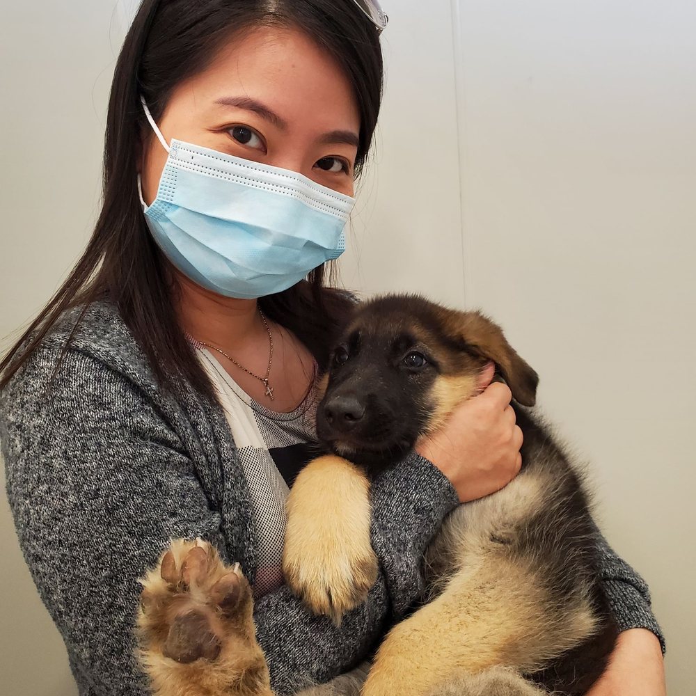XO PUPS Purebred & Designer - Would love to take him home but I got baby on the way. - Pet Breeders Near Me - Chantilly, Virginia XO PUPS Purebred & Designer - Would love to take him home but I got baby on the way. - Pet Breeders Near Me - Chantilly, Virginia