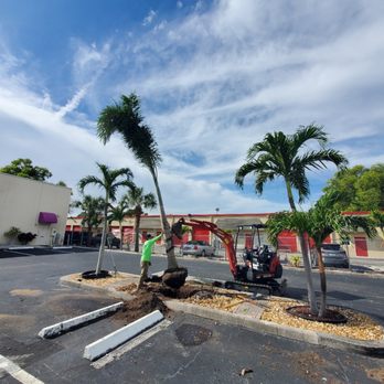 Tree Masters FL - Foxtail palm installation - Tree Services Near Me