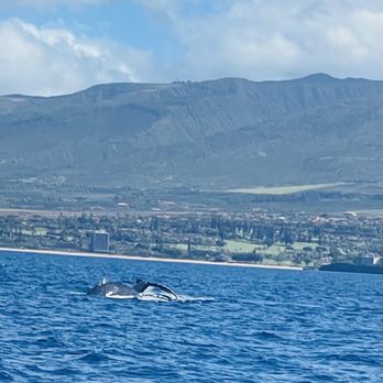 Sea Maui - Boat Charters Near Me - Lahaina, Hawaii Sea Maui - Boat Charters Near Me - Lahaina, Hawaii