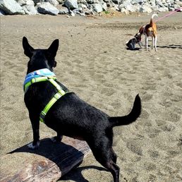 Great beach for dogs!