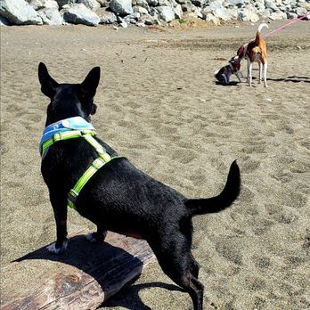 Esplanade Beach - Great beach for dogs! - Beaches Near Me - Pacifica, California