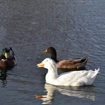 Young Park - Parks Near Me - Las Cruces, New Mexico