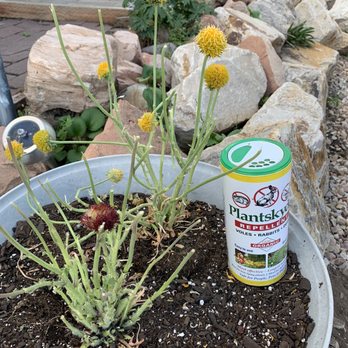 Noles Nursery - Eaten flowers and vole repellent - Nurseries & Gardening Near Me - Kamas, Utah Noles Nursery - Eaten flowers and vole repellent - Nurseries & Gardening Near Me - Kamas, Utah