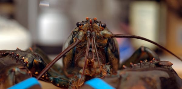 Dirk's Fish & Gourmet Shop by null