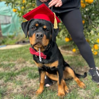 Topline K9 Services - Pet Training Near Me - Perris, California Topline K9 Services - Pet Training Near Me - Perris, California
