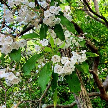 Paris Mountain State Park - Mountain Laurel - Lakes Near Me - Greenville, South Carolina Paris Mountain State Park - Mountain Laurel - Lakes Near Me - Greenville, South Carolina