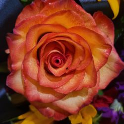 Maria’s Flowers