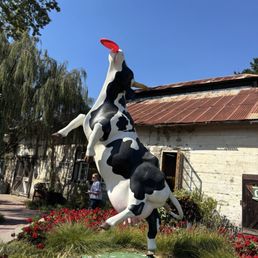 Cow Cow