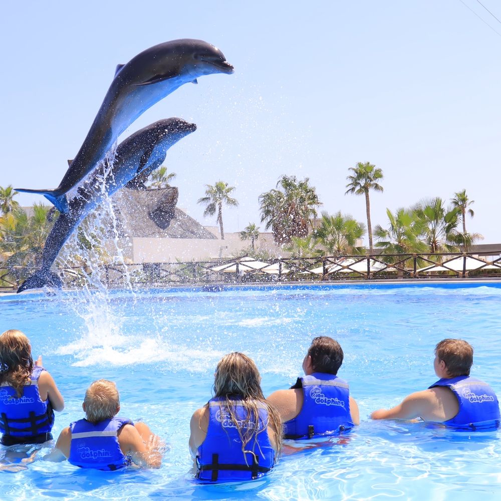 Cabo Dolphins - Cabo Dolphins - Active Life Near Me - San José del Cabo, BCS