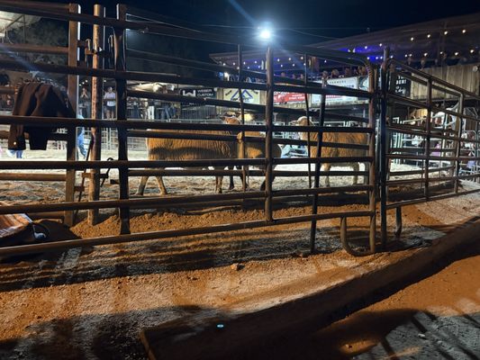 Buffalo Chip Saloon and Steakhouse by null